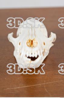 Skull photo reference 0045